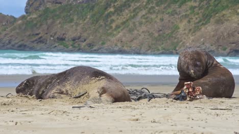 two-New-Zealand-Sea-Lion-on-a-sandy-beach