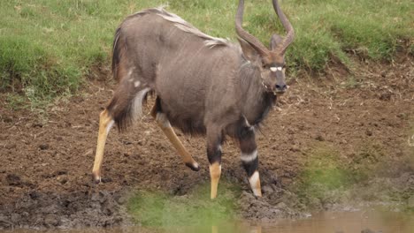 Erwachsene-Männliche-Nyala-Antilope-Mit-Rechtem-Auge,-Denen-Getränke-Am-Wasserloch-Fehlen