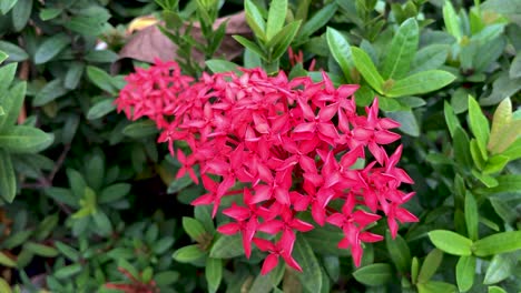 Close-up-of-red-flowers-with-green-leaves-in-background