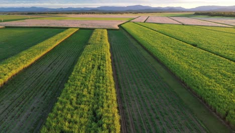Drone-footage-of-sugarcane-gields-in-North-Queeensland,-at-sunset