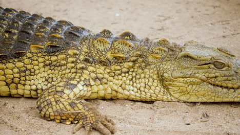 Crocodile-laying-still-on-the-ground,-closeup-pan-from-head-to-tip-of-tail