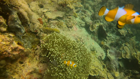Korallenriffszene-Mit-Clownfischen