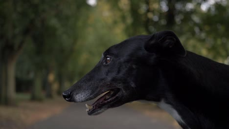 Windhund-Keucht-Im-Herbstpark,-Hintergrundporträt,-Seitliche-Aufnahme