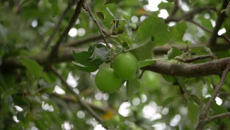 Green-apples-ripening-on-a-tree-branch-medium-shot