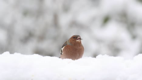 Male-Chaffinch-Fringilla-coelebs-in-snow.-January.-UK
