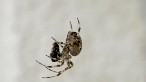 Araña-Peligrosa-Colgando-En-Una-Red-Web-Y-Comiendo-Una-Mosca-Al-Aire-Libre-En-La-Naturaleza