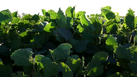 Soy-leaves-in-a-sown-field-seen-from-a-low-angle,-against-the-sun