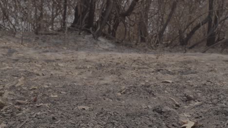Der-Tote-Kaiman-Wurde-Durch-Einen-Beweglichen-Schieber-Entdeckt,-Der-Während-Eines-Waldbrands-Im-Pantanal-Auf-Ein-Verbranntes-Gebiet-Geschossen-Wurde