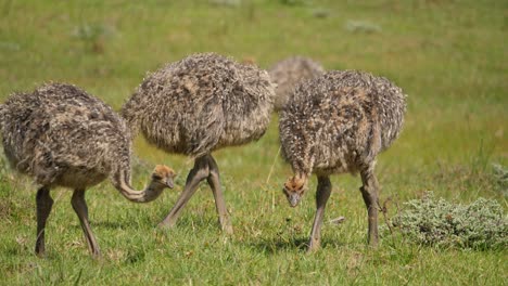 Several-Juvenile-Ostriches-Forage-for-Food-in-South-African-Grassland