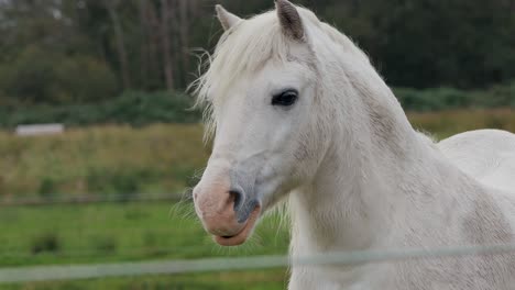 Beautiful-White-Horse-At-The-Farm-Ranch---Medium-Shot