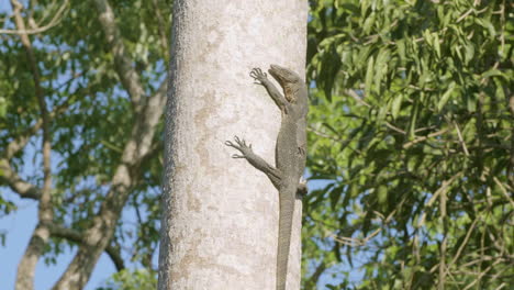 El-Lagarto-Monitor-Descansa-Verticalmente-Sobre-El-árbol