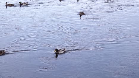 Estanque-De-Patos---Patos-Machos-Y-Hembras-Nadando-Y-Alimentándose-En-El-Río-Poco-Profundo-Que-Fluye-Cerca-Del-Parque-En-Rumania-En-Verano