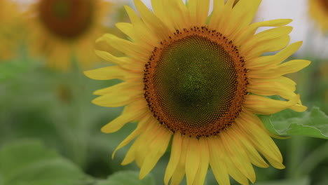 Dolly-in-shot-of-a-sunflower-in-full-bloom-in-a-rural-India-field-during-monsoon-season