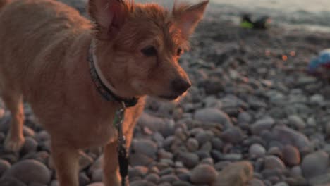 Medium-sized-greek-breed-Kokoni-dog-close-up-shot,-standing-and-staring