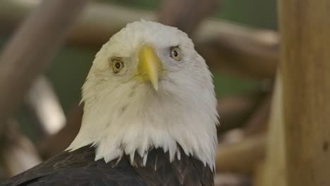 bald-eagle-turns-head-and-stares-slow-motion-blink