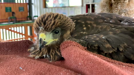 Wahlberg's-Eagle-lying-down-at-a-rescue-centre