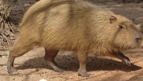 Capybara-Läuft-In-Superzeitlupe,-Während-Ein-Vogel-Vorbeifliegt