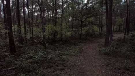 Flying-over-trailhead-in-a-dark-and-moody-forest-with-tall-trees-all-around