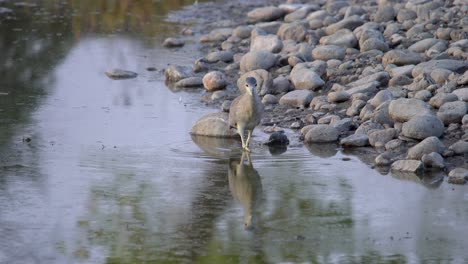 Black-crowned-night-heron-searching-fish-in-lake