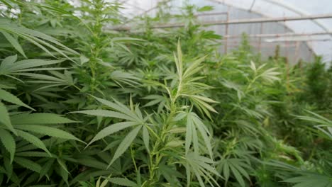 Cannabispflanzen-Wachsen-Im-Gewächshaus