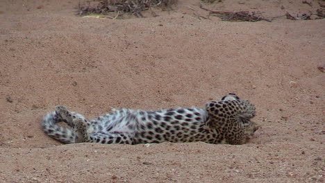 Ein-Lustiger-Und-Niedlicher-Clip-Eines-Leopardenjungen,-Der-Auf-Dem-Rücken-Herumrollt-Und-Spielerisch-Nach-Fliegen-Schlägt