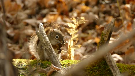 Cute-Baby-Squirrel-Sits-on-Mossy-Log-and-Nibbles-on-some-Grains-in-a-Dense-Wooded-Forest-Close-Up
