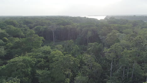 Aerial-shot-of-Amazonian-rainforest-with-river-on-the-background