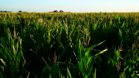 High-angle-view-of-a-corn-field-on-a-summer-afternoon