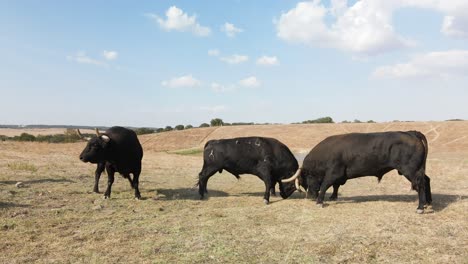 Footage-of-a-couple-of-angry-bulls-fighting-in-the-field