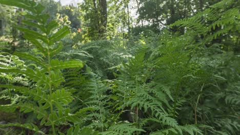 Time-lapse:-forest-ferns-in-thick-forest-vegetation-blowing-in-breeze