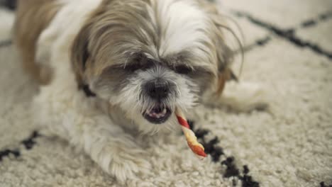 Boomer-dog-chewing-on-chew-stick-treat-on-living-room-rug,-down-shot-close-up