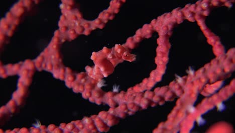 Pygmy-Seahorse-Denise-on-red-sea-fan-at-night