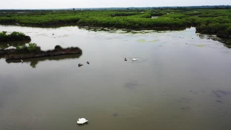 White-and-brown-swans-grooming-on-the-wetlands-of-Domaine-de-Graveyron-nature-preserve-France,-Aerial-orbit-shot