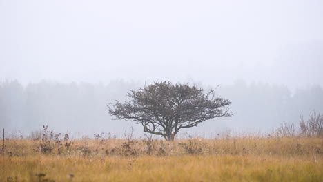 Einsamer-Baum-Inmitten-Einer-Grasebene,-Nebliger-Herbsttag,-Tschechien