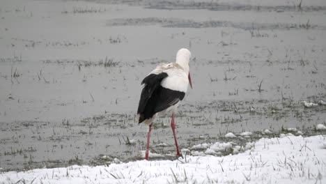 Close-up-of-hunting-white-stork-on-snowy-and-frozen-lake-during-wintertime
