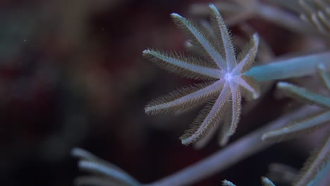 Korallenarm-Ernährt-Sich-Von-Plankton,-Indem-Er-Seine-Tentakel-öffnet-Und-Schließt