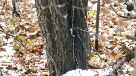 Native-North-American-nuthatch-bird-on-fresh-snowy-ground-during-late-fall