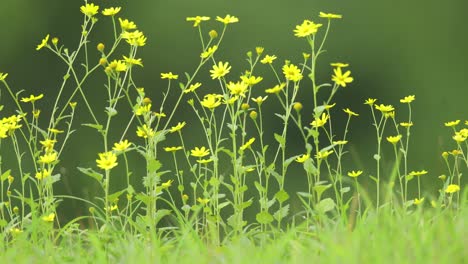 Pequeñas-Flores-Amarillas-Sobre-Un-Fondo-Verde-Durante-La-Temporada-Del-Monzón-Al-Mediodía
