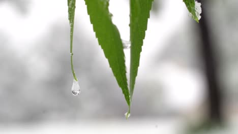Water-droplets-on-green-leaves-after-snow