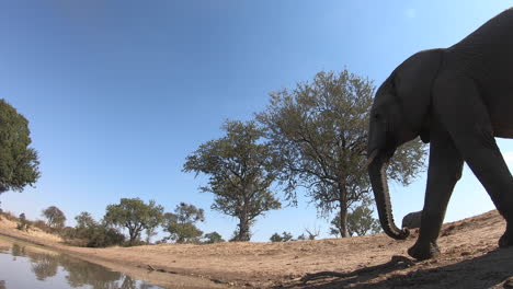 Low-angle-ground-view-as-an-elephant-approaches-the-water-and-takes-a-drink-with-its-trunk-while-other-elephants-walk-in-the-background