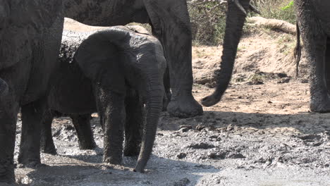 Nahaufnahme-Eines-Jungen-Elefanten,-Der-Seinen-Rüssel-In-Einem-Schlammsumpf-Bewegt