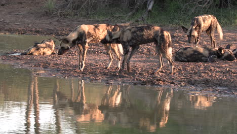 African-wild-dogs-approach-a-small-pan-to-cool-off