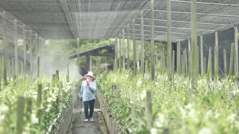Farmer-Spraying-Fertilizer-to-the-Orchid-in-the-Farm