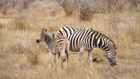 Zebra-mother-and-foal-in-dry-grassland