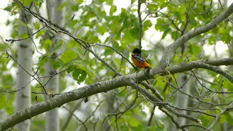 Baltimore-Oriole-plucking-away-at-its-feathers-while-perched-on-a-branch-before-taking-flight
