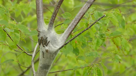 Tent-Caterpillars-moving-on-outside-of-woven-tent-in-between-branches-of-tree