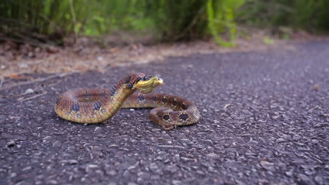 An-Eastern-Hognose-snake,-Heterodon-platirhinos,-a-North-American-snake,-reacting-to-a-perceived-threat-raises-its-head,-flattens-its-neck,-and-puffs-up-its-body-to-make-itself-appear-larger.
