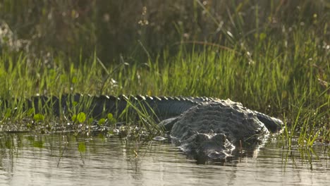 Alligator-Low-Winkel-Rack-Fokus-Beim-Eindringen-Ins-Wasser