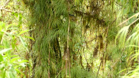 El-Pájaro-Bananaquit-Se-Sienta-En-Un-árbol-Y-Vuela-Hacia-El-Bosque