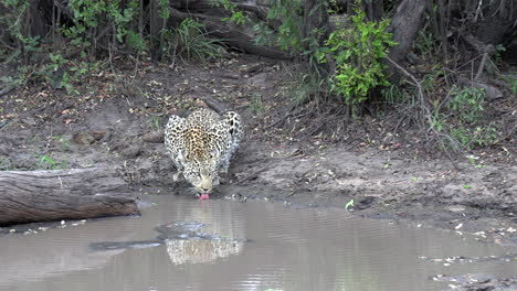 Leopard-Mit-Hellblauen-Augen-Trinkt-Wasser